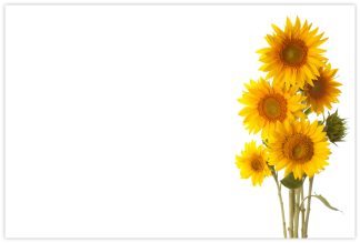 Blank (Sunflowers) - 60mm x 90mm Florist Cards